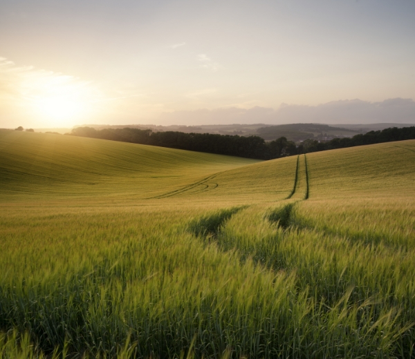 Summer landscape image of wheat field at sunset with beautiful l